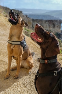 Two dogs sitting side by side, both wearing harnesses, appear to be looking upward with open mouths. The background shows a rocky landscape with cliffs and a clear sky.