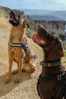 Two dogs sitting side by side, both wearing harnesses, appear to be looking upward with open mouths. The background shows a rocky landscape with cliffs and a clear sky.