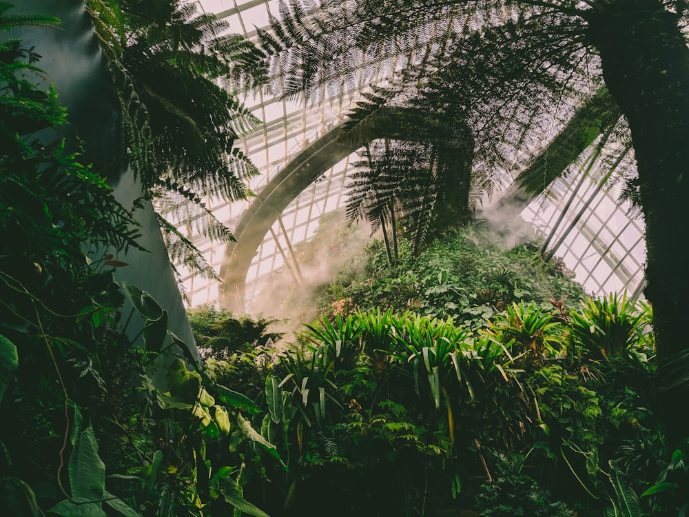 árboles y plantas de hojas verdes dentro de un invernadero