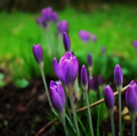 macro photographie de tulipes violettes