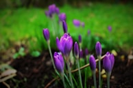macro photographie de tulipes violettes