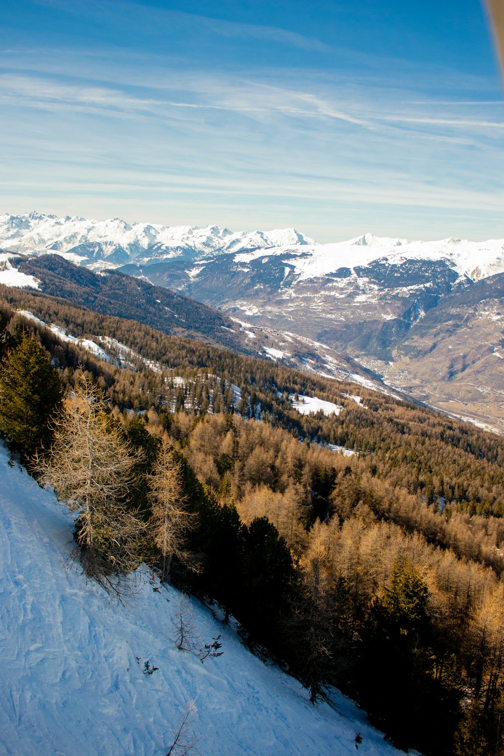 forest and glacier mountains