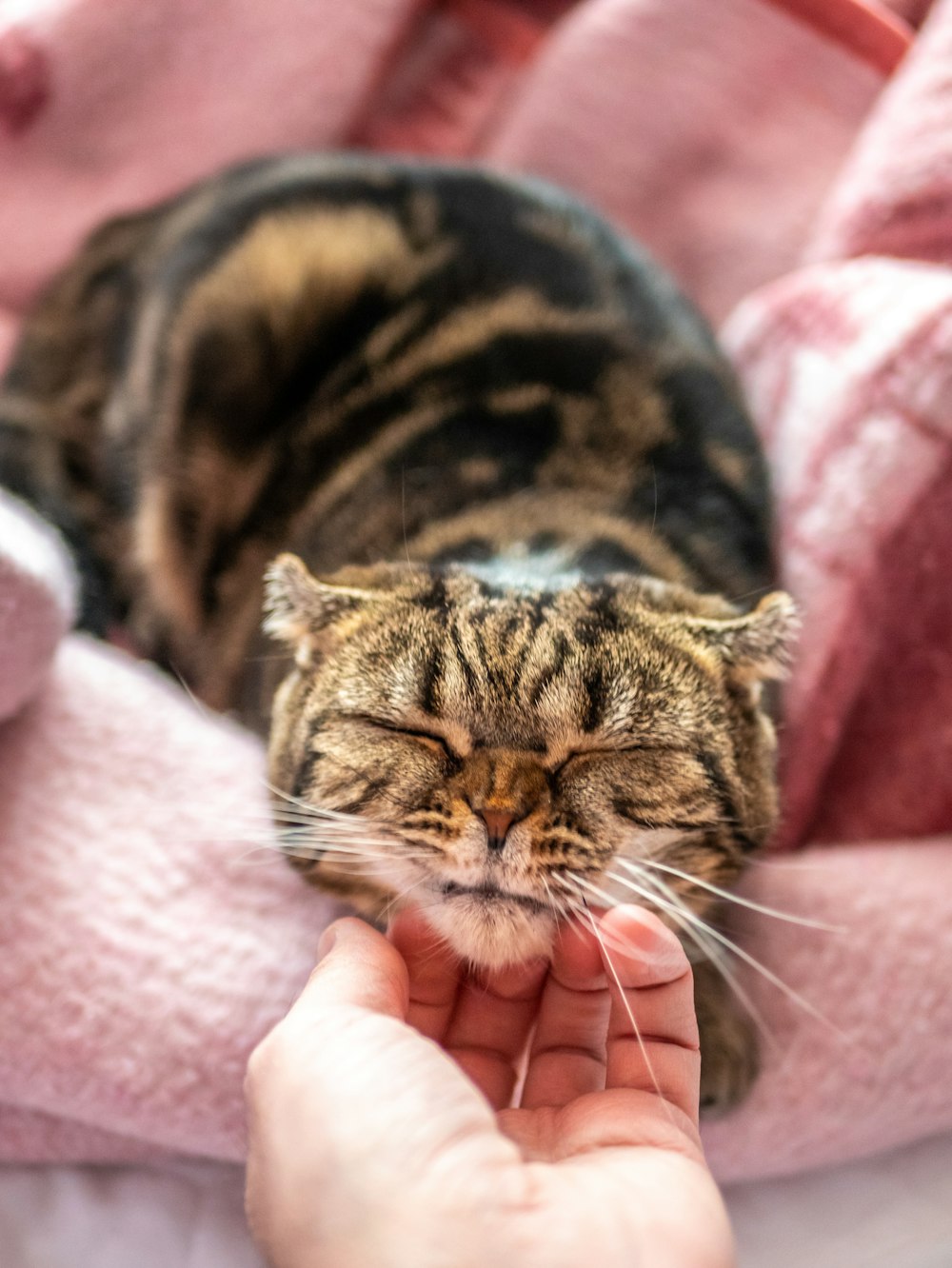 black and brown tabby cat