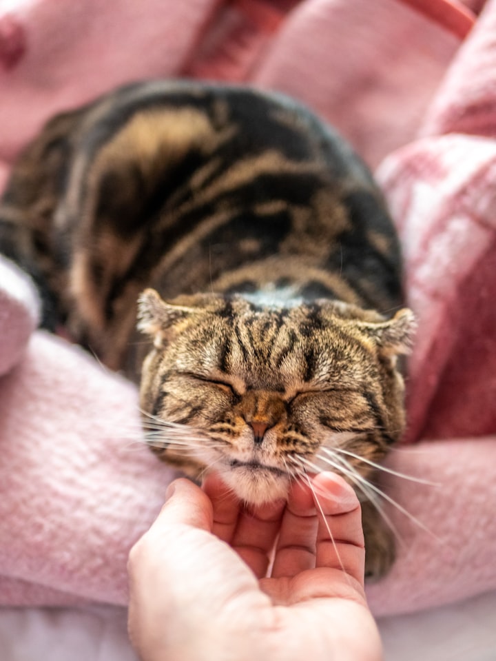Can I Give Honey To My Cat? Explaining The Advantages, Disadvantages, And Precautions Of Giving