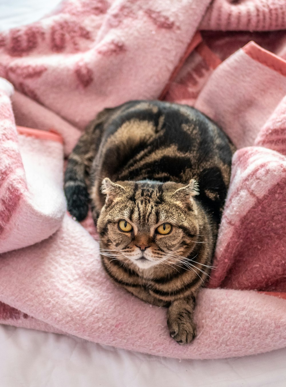 brown tabby Scottish fold lying on pink textile