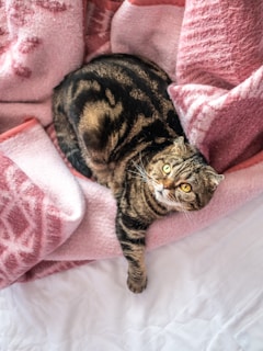 brown tabby Scottish fold on pink textile