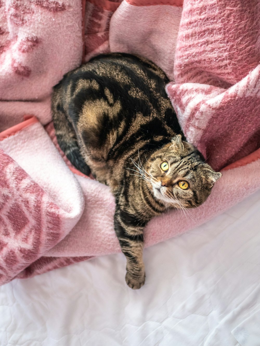brown tabby Scottish fold on pink textile