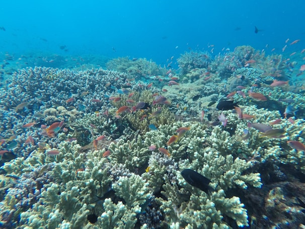 A close-up of colorful marine life in the clear waters of Nusa Penida.