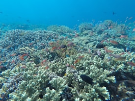 A vibrant underwater scene featuring a diverse array of coral formations in various shades, interspersed with numerous small, colorful fish swimming around. The water is crystal clear, allowing for a detailed view of the marine life and the coral's intricate textures.