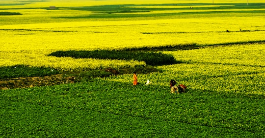 person standing on plant field during day in Sirajganj Bangladesh