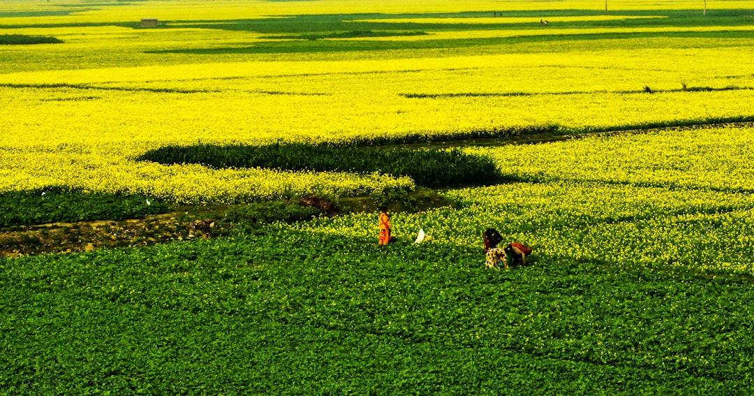 Plain photo spot Sirajganj Pabna