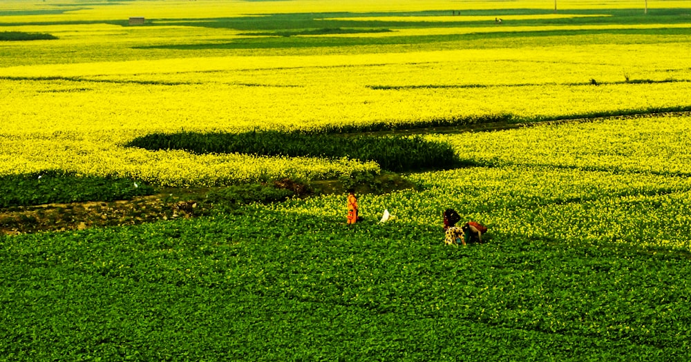 person standing on plant field during day