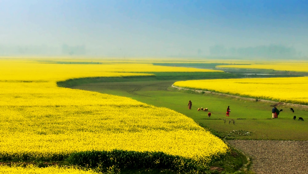 Gente en el campo verde cerca del campo de flores amarillas