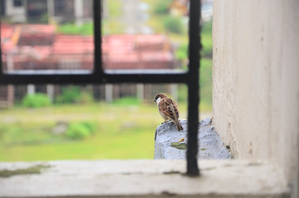 macro photography of brown sparrow bird