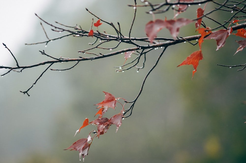 ramo di foglie rosse