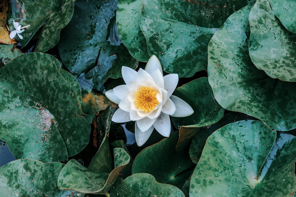 Flores de pétalos blancos en la fotografía macro