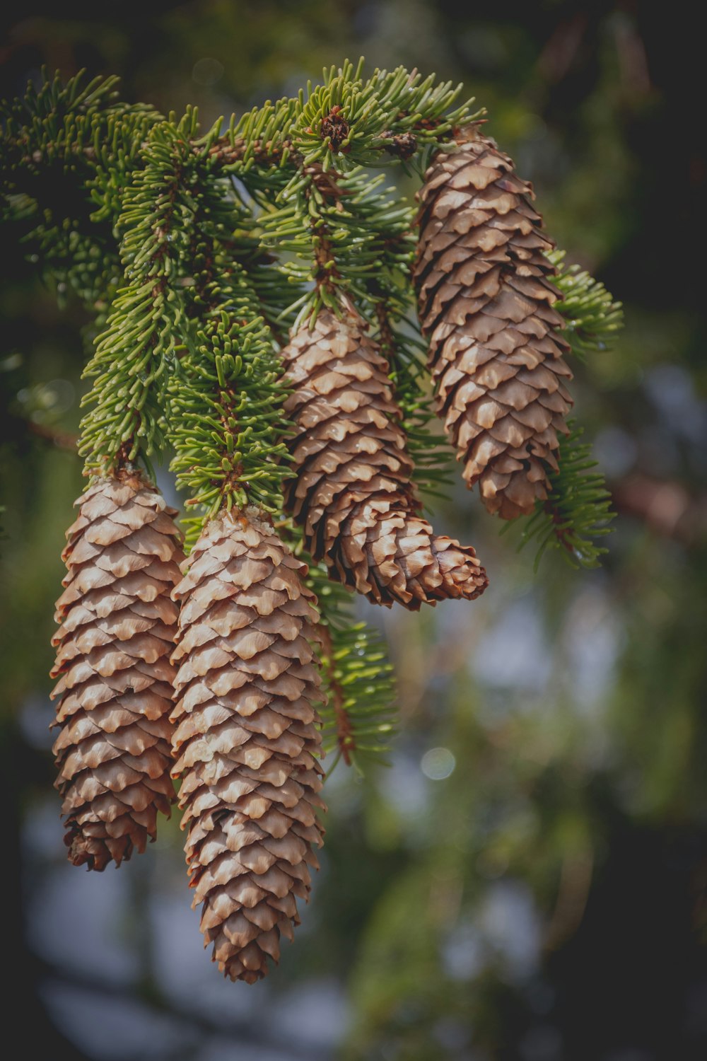 macro photography of brown pinecones