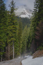 A local guide leading travelers through a lush green forest trail with distant snow-capped peaks.