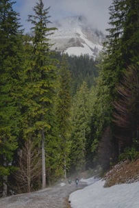 A local guide leading travelers through a lush green forest trail with distant snow-capped peaks.