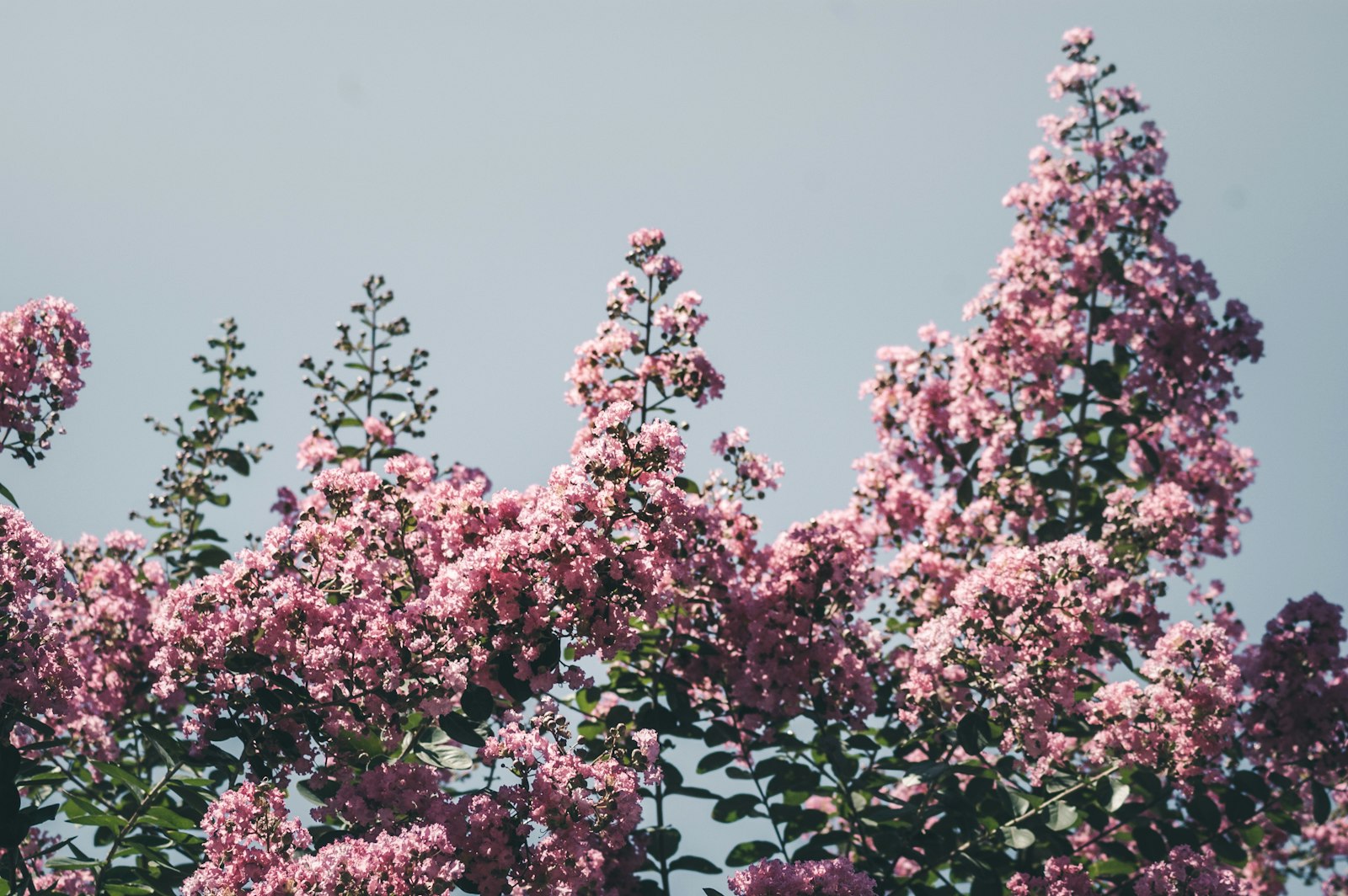 Nikon D40 + Sigma 50-150mm F2.8 EX APO DC HSM II + 1.4x sample photo. Pink-petaled flowering tree under photography