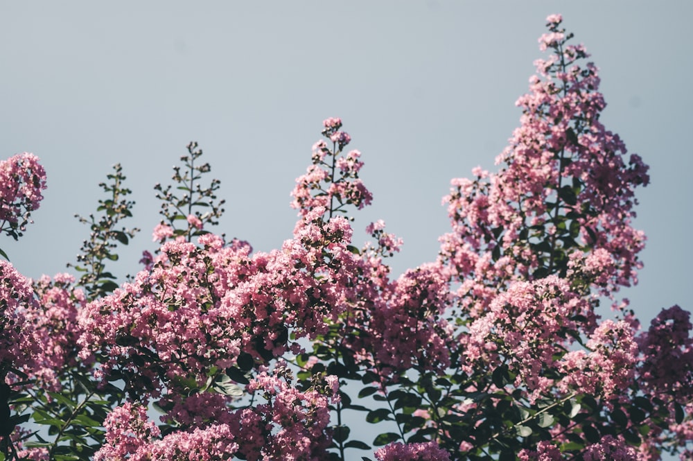pink-petaled flowering tree under a calm blue sky during daytime