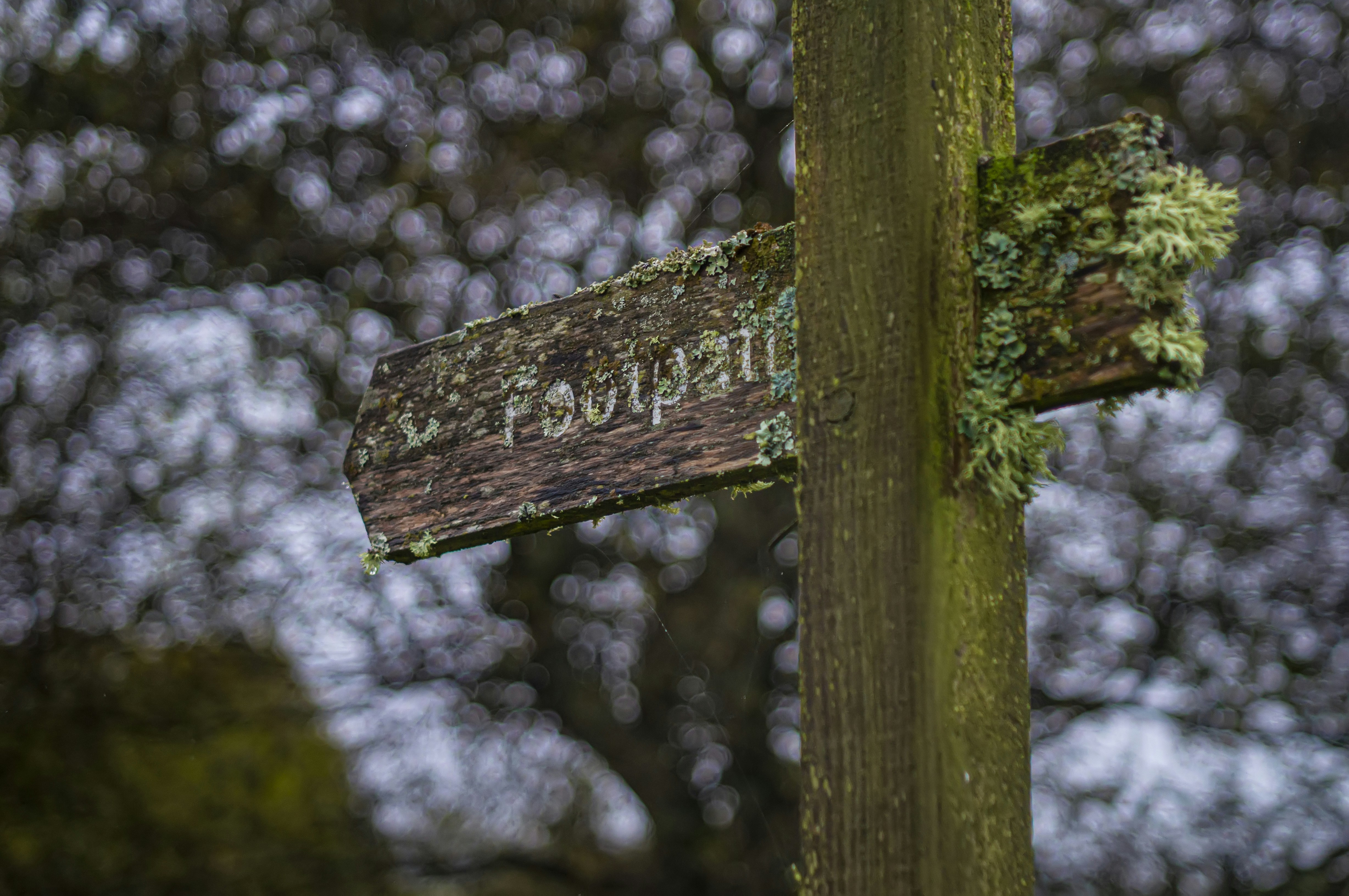 brown wooden street signage with green moss