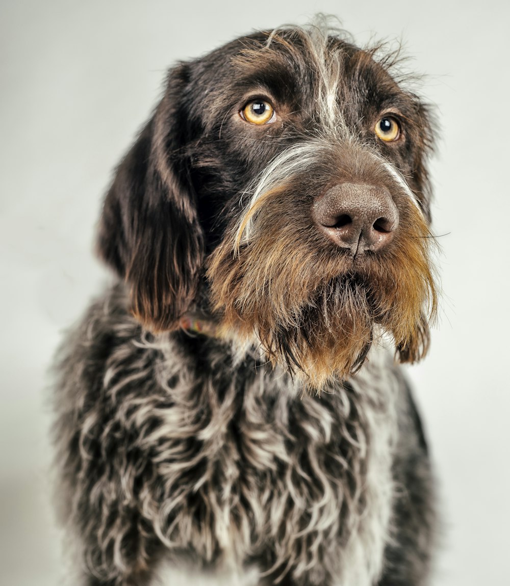 focus photography of a long-coated black and brown dog