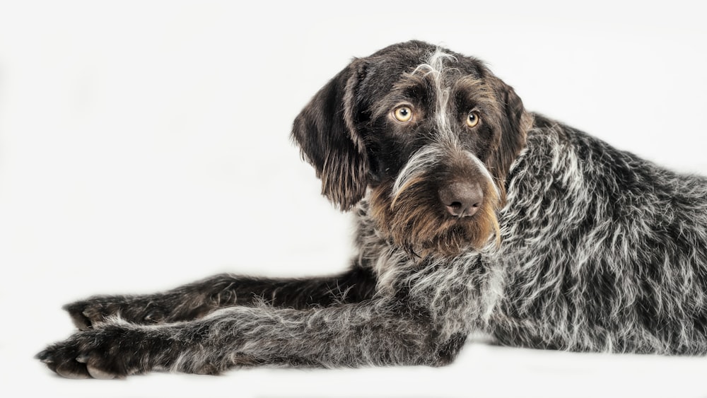 long-coated black dog