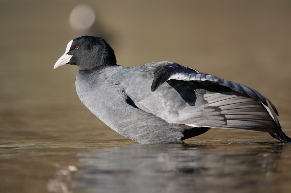 gray bird standing on body of water