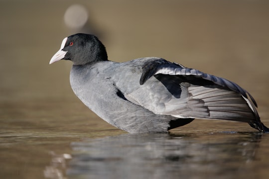 gray bird standing on body of water in Walenstadt Switzerland