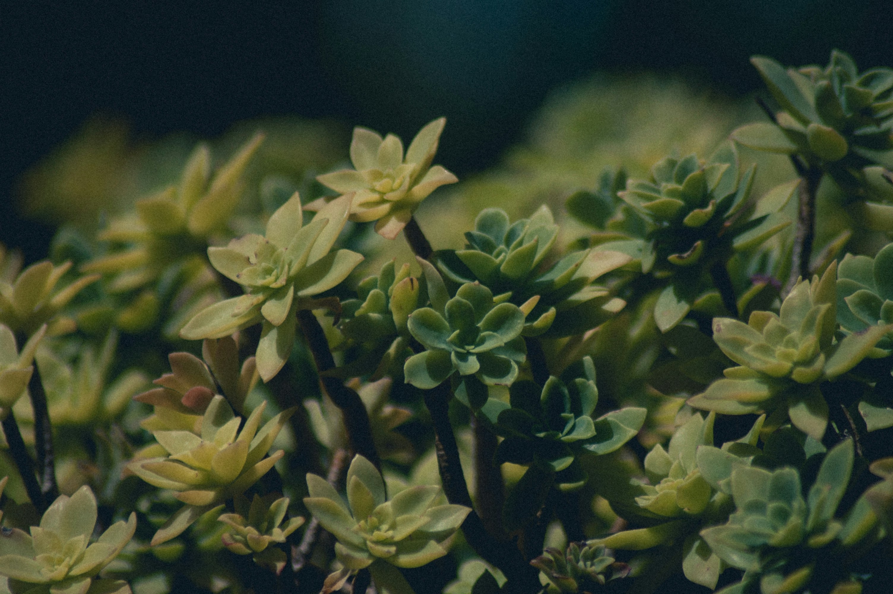 Photo by cosmicgarden