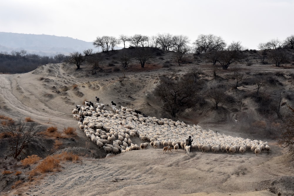a herd of white sheep walking along a rough road