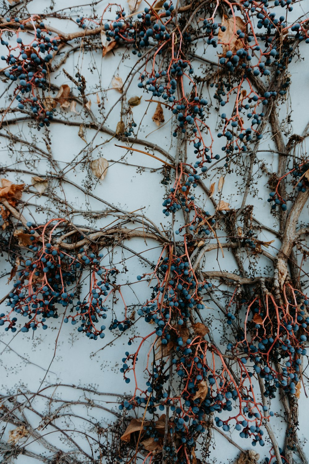 blue fruits photograph