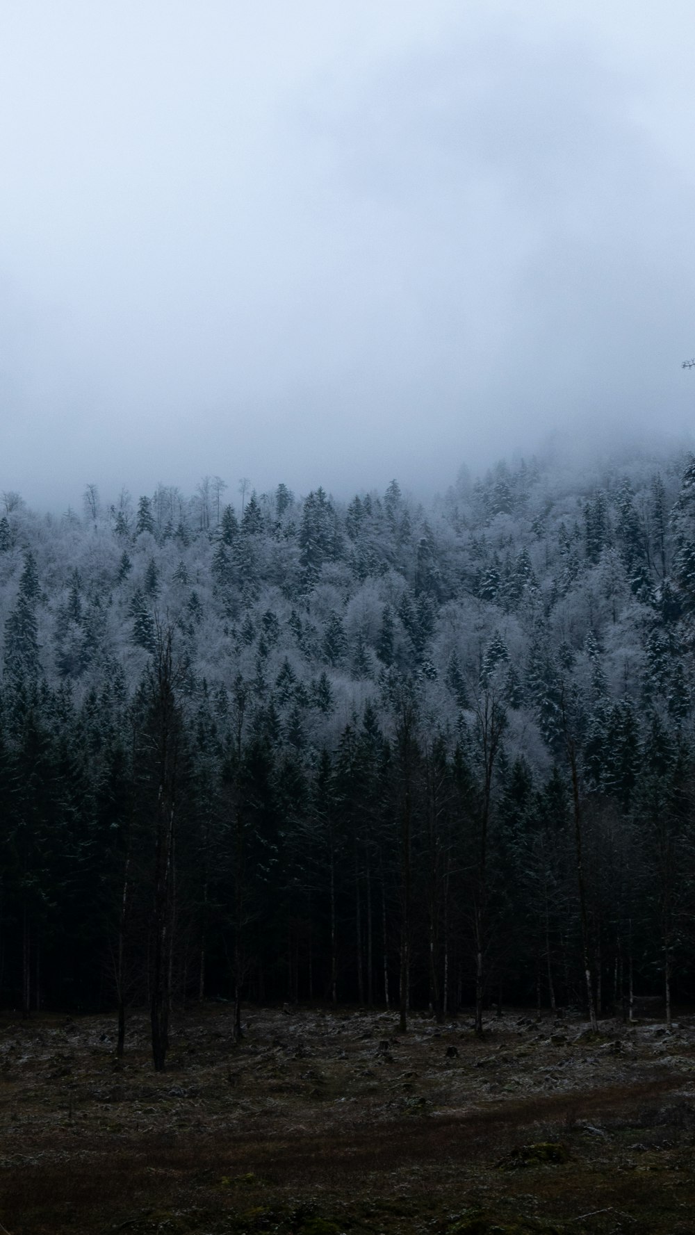 snow-covered trees during daytime