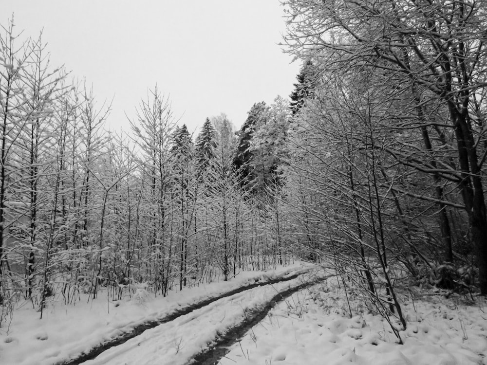 fotografia de árvores da floresta