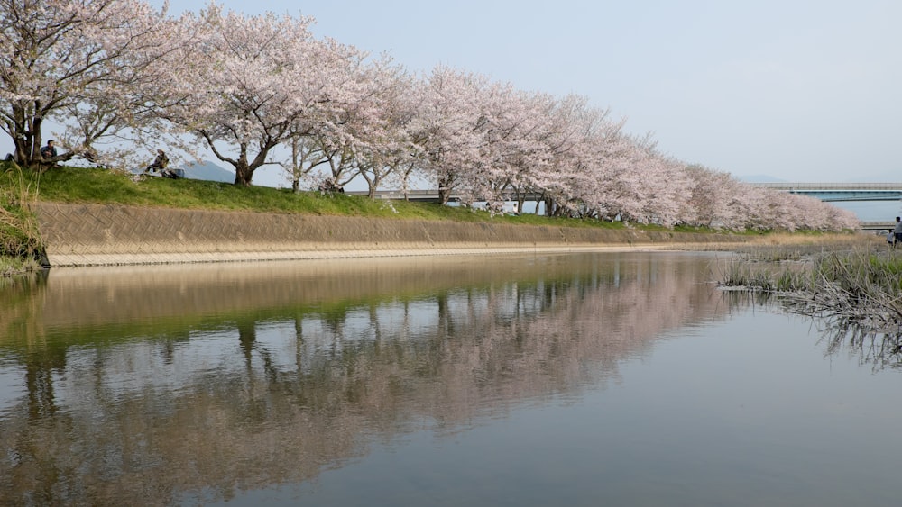 낮 동안 수역에 나무가 반사됨