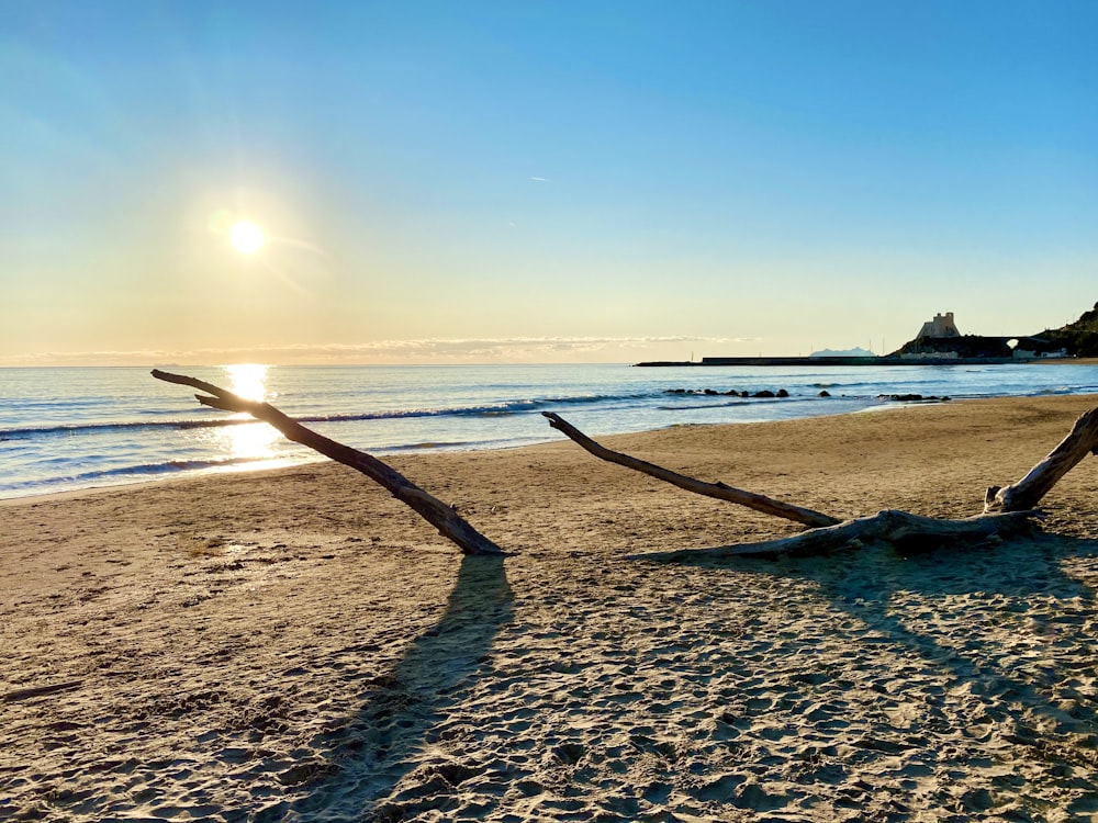 driftwoods on seashore during daytime