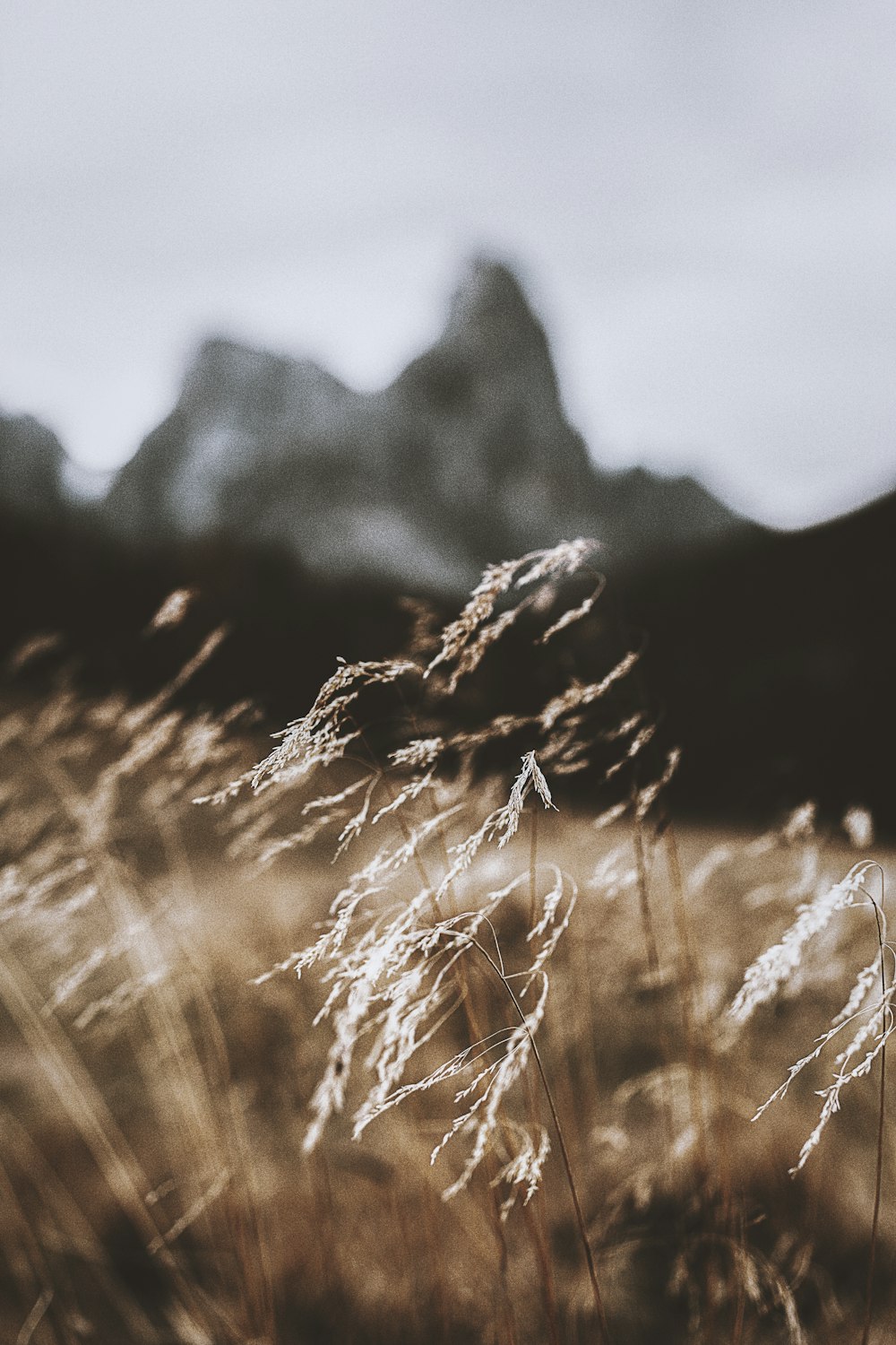 brown plant field