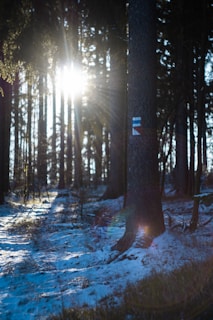Sunlight filtering through pine trees illuminating trekking poles stuck in the ground beside a trail