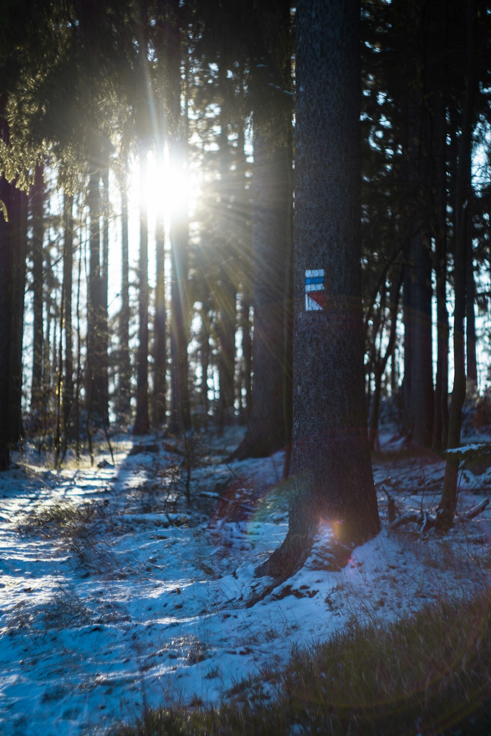 sun rays coming through trees