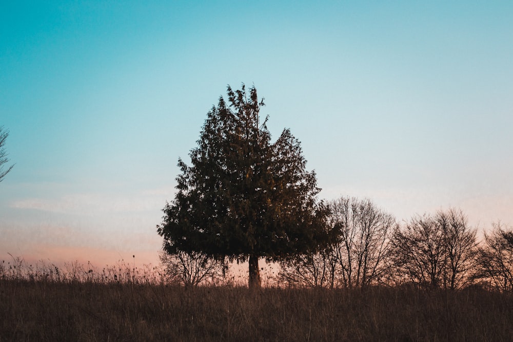 green trees during golden hour