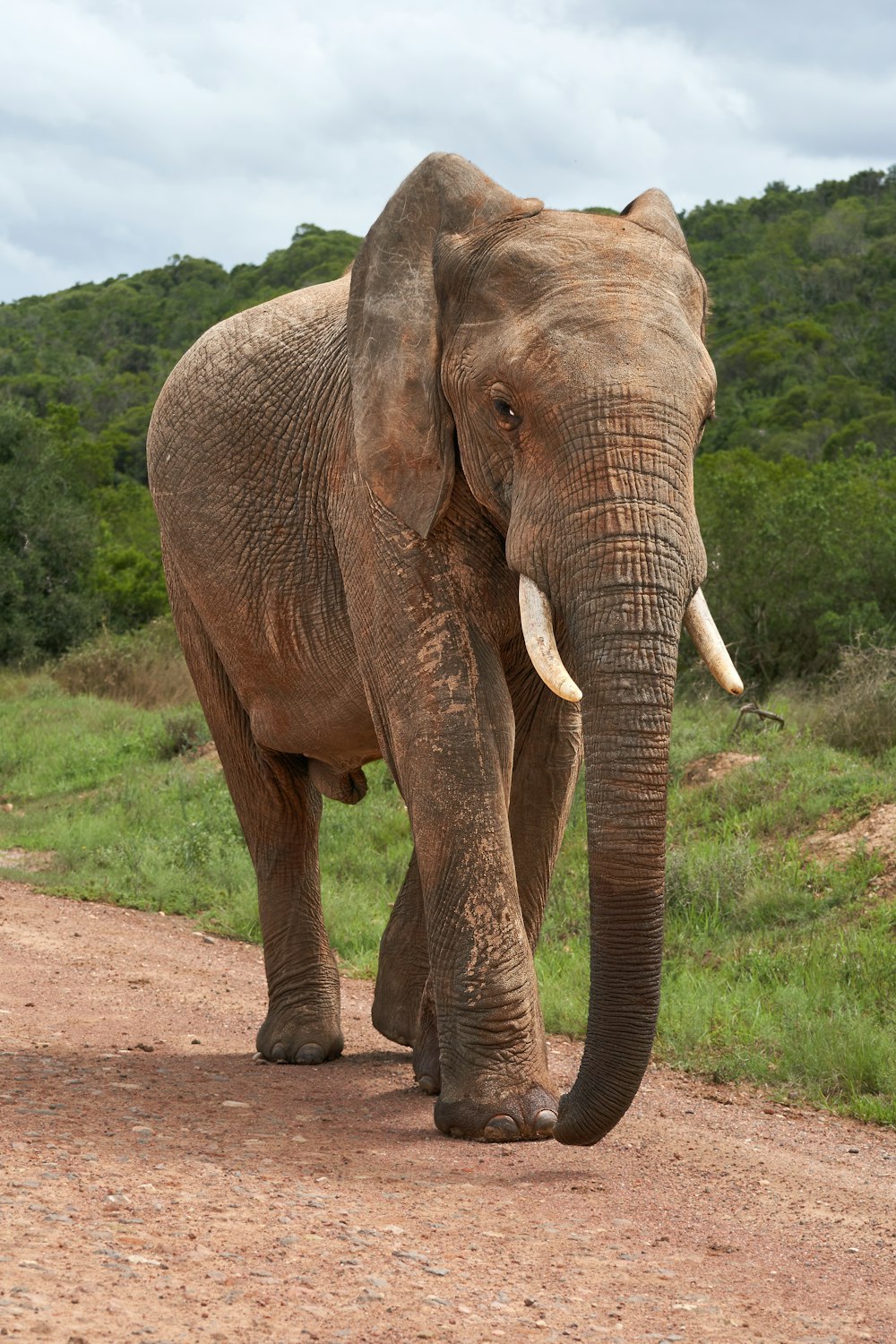 éléphant brun sur un chemin de terre
