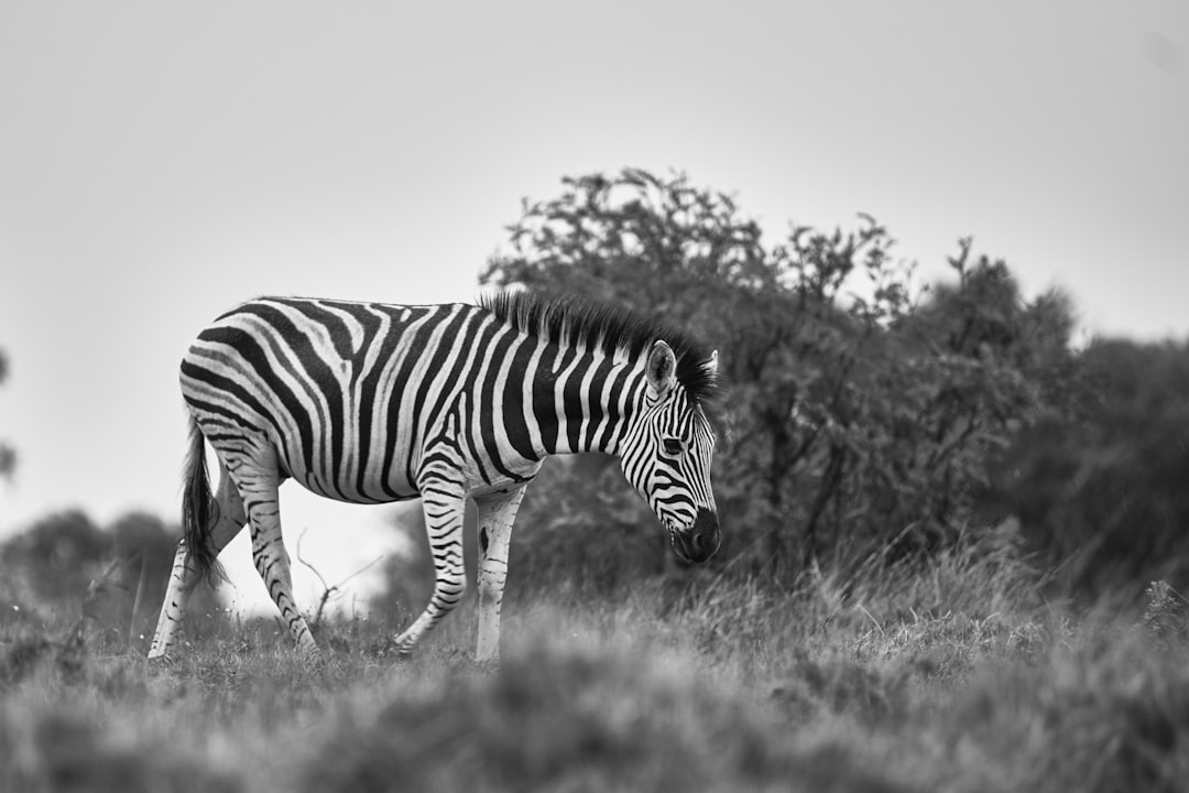 grayscale photography of zebra walking in grass field