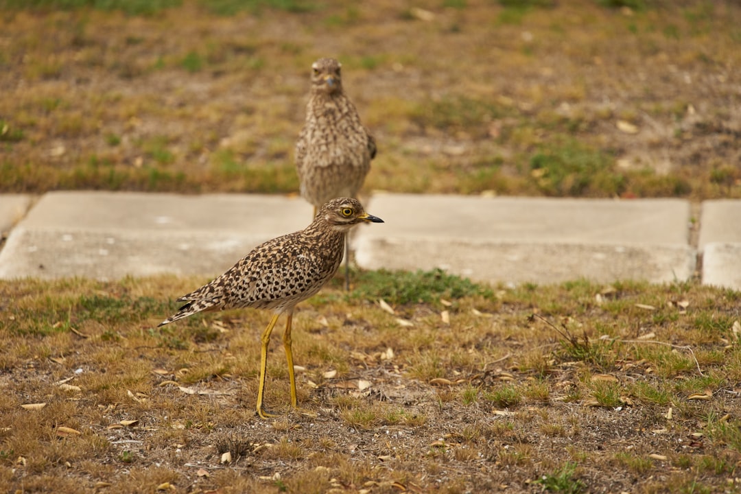 two brown birds on grass