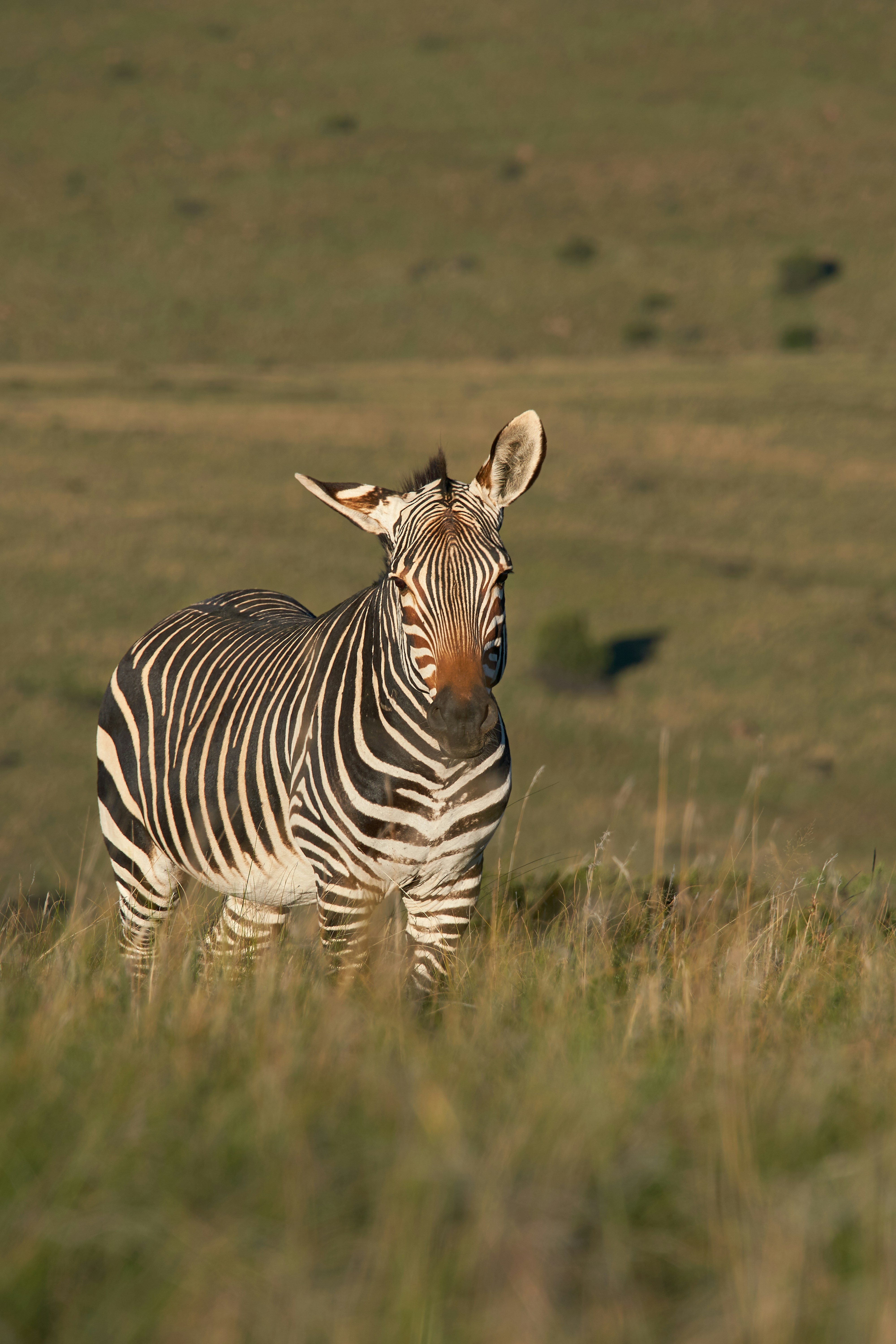 Photo by wolfgang_hasselmann