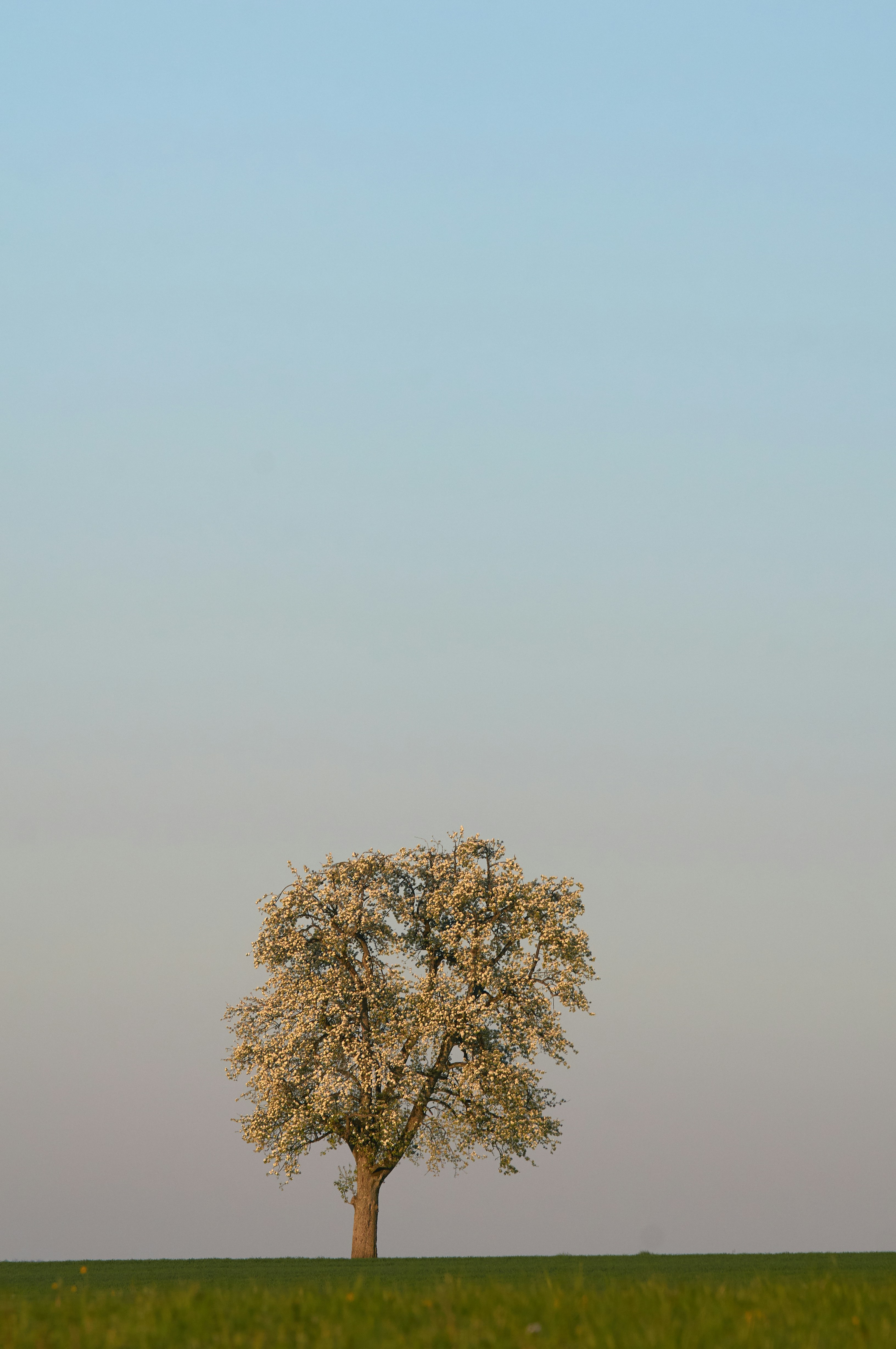 Photo by wolfgang_hasselmann