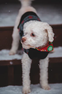 A joyful pup wearing a vibrant striped sweater, posing on the steps of a sunny porch