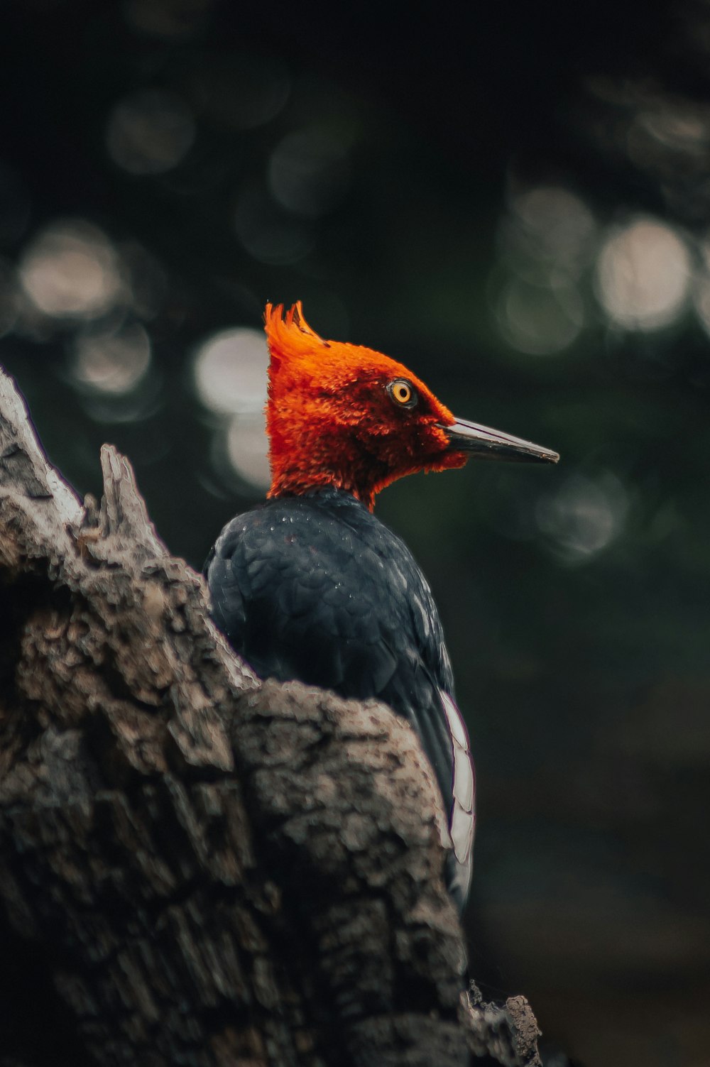 Fotografía bokeh de pájaro carpintero negro, rojo y blanco