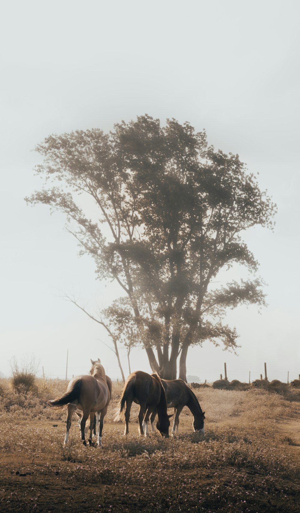 three brown and white horse