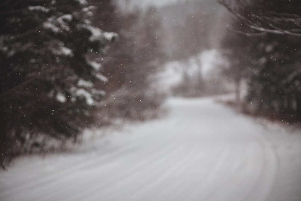 pine trees on snowfield during day